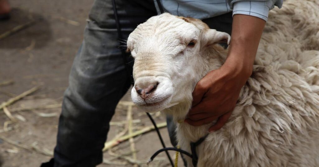 A close-up shot of a white sacrificial sheep or ram with thick wool, gently held around its neck by a person wearing dark grey pants and a light plaid shirt in an outdoor setting.